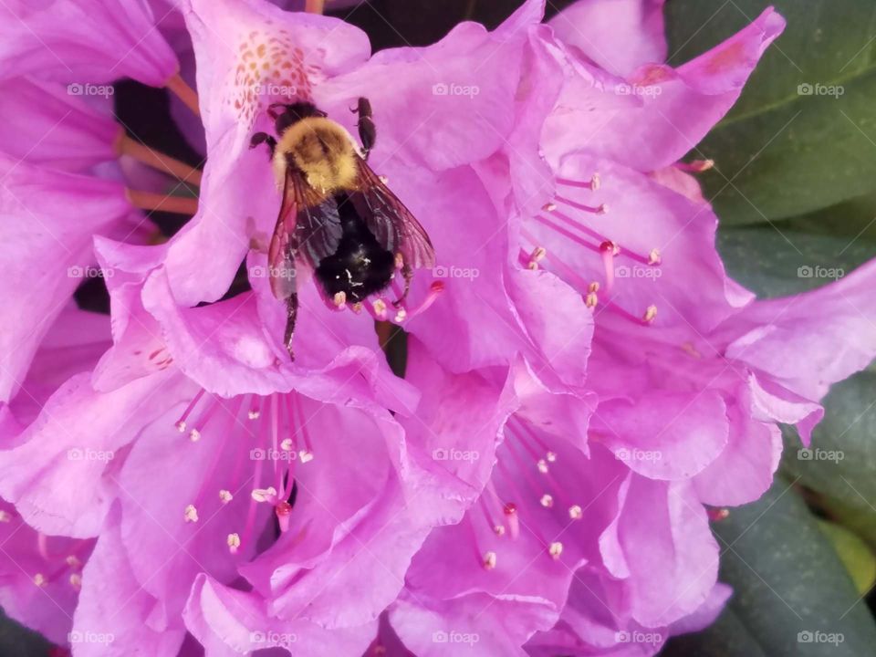 Bumble bee collecting nectar from Rhodroden bush