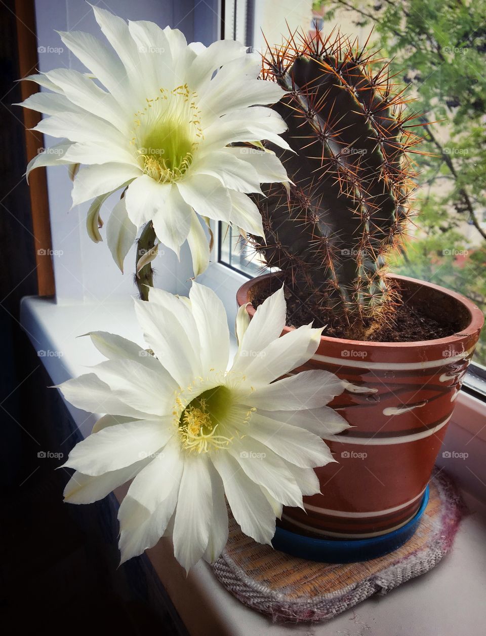 The blossoming cactus 