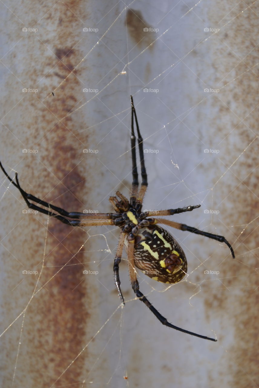 Texas Barn Spider 2