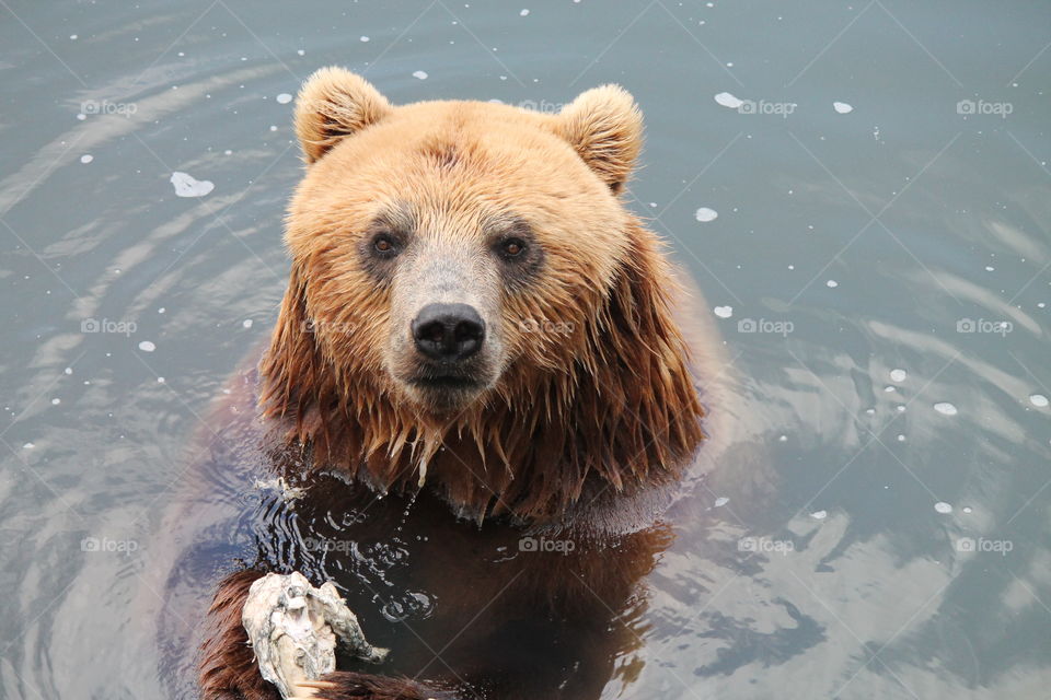 Brown Bear