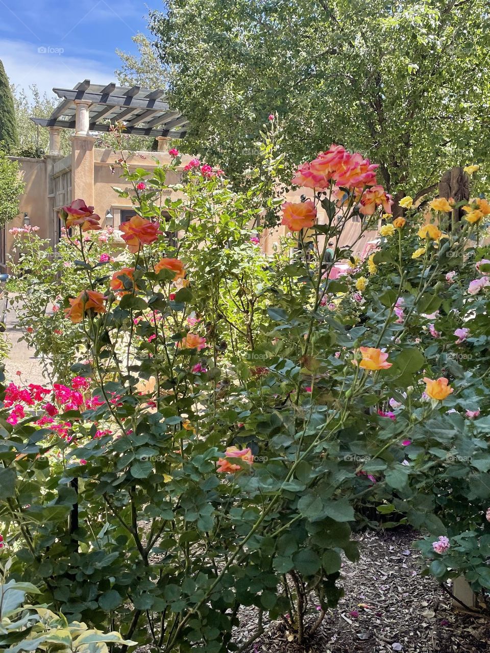 Lovely rose’s patio💜