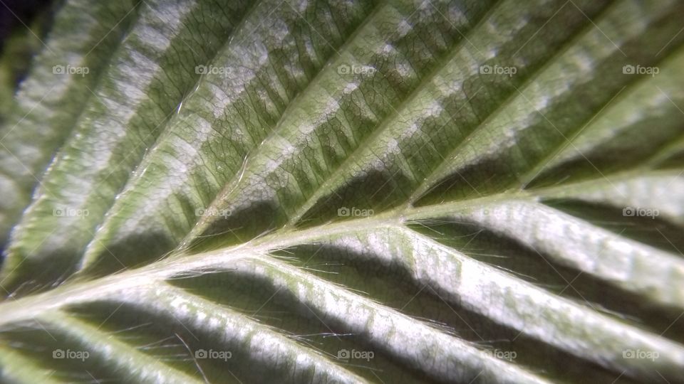 Leaf