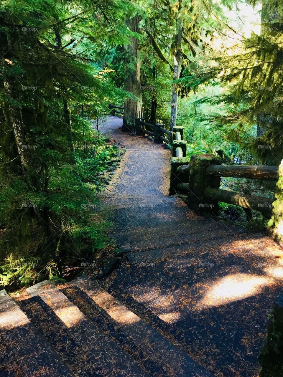 A stairway in the forest