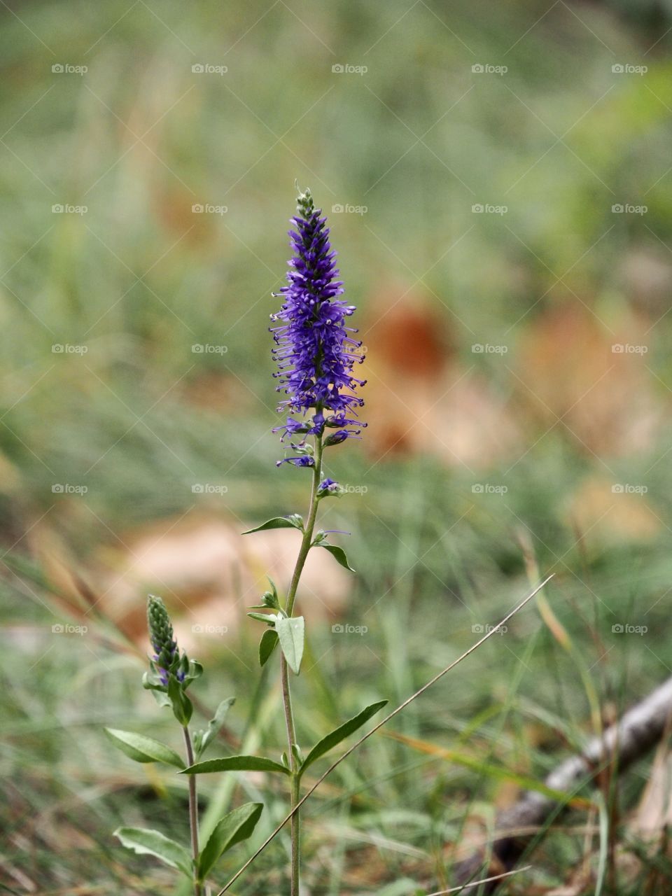 Flower at the edge of the forest