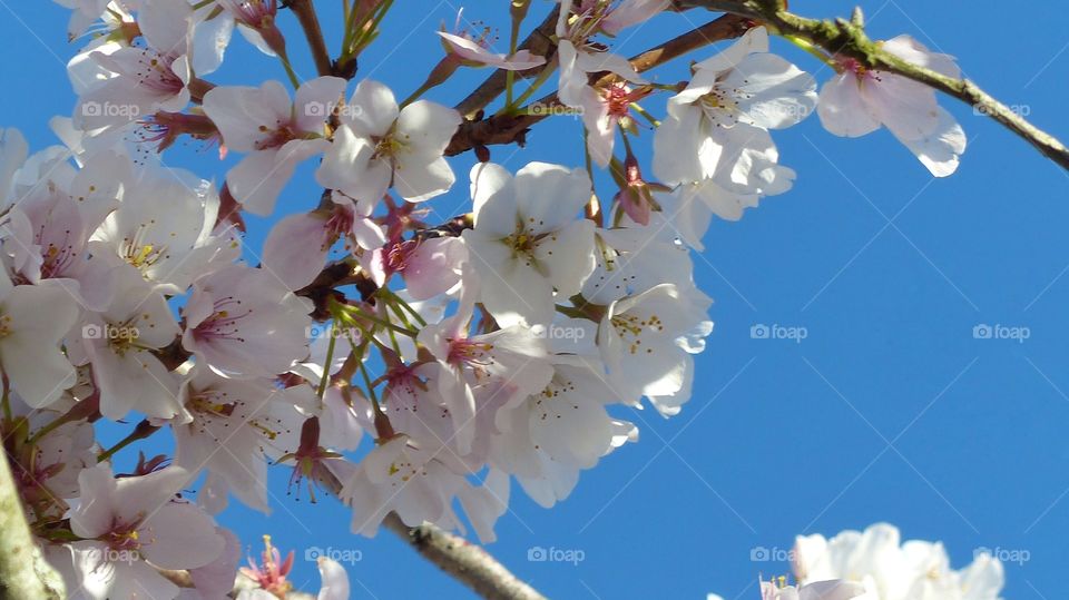 White blooming tree against the blue sky