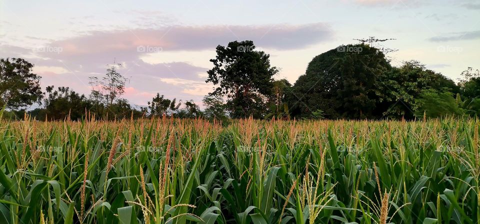 Corn Rows