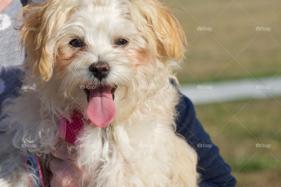 Happy dog