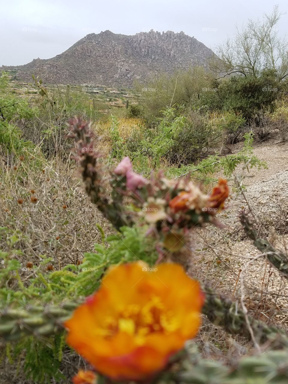 Desert flowers mountain view