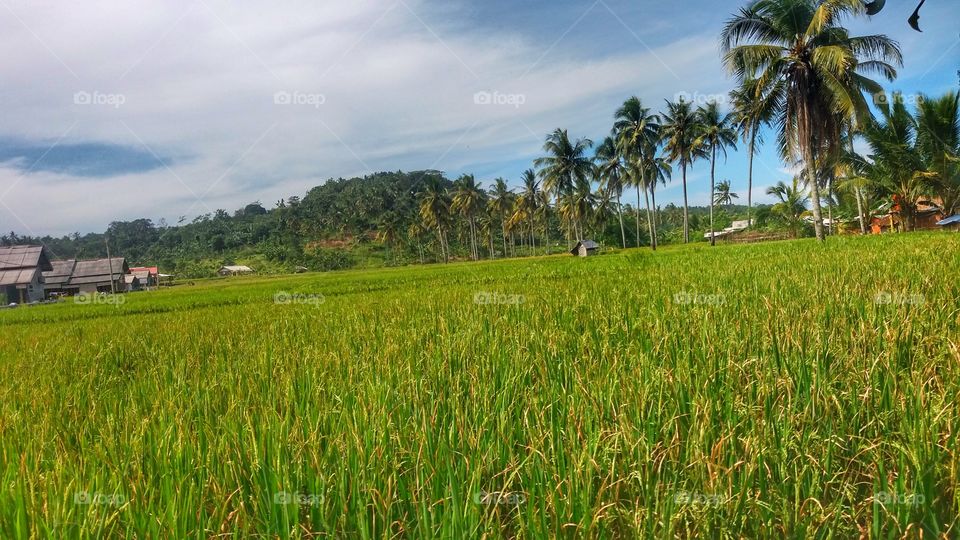 my rice field is fertile