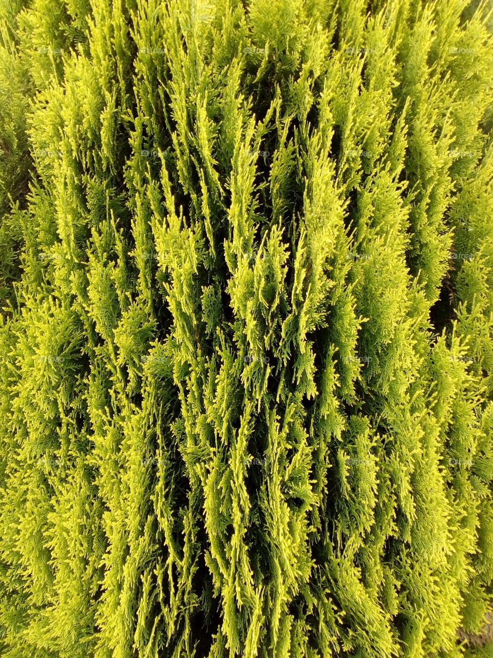 texture and background from green tree