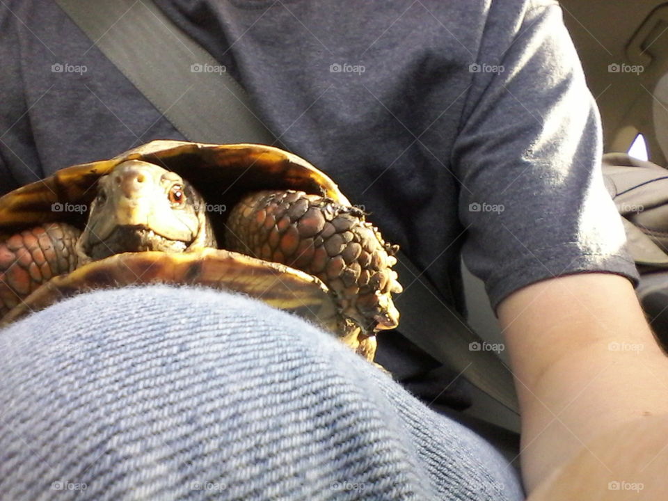 I like turtles.