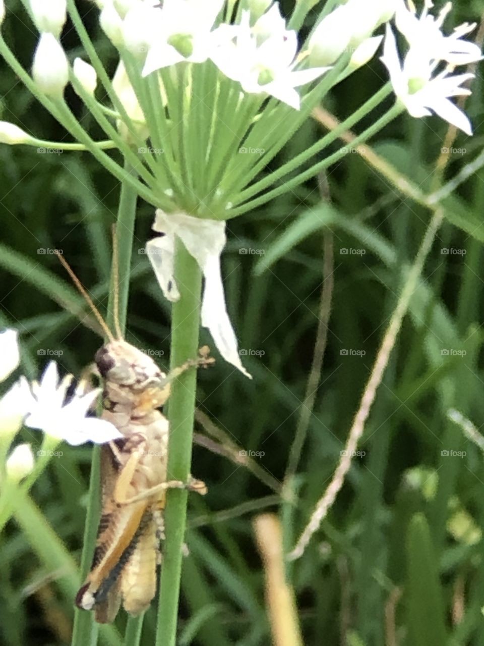 locust on garlic chives