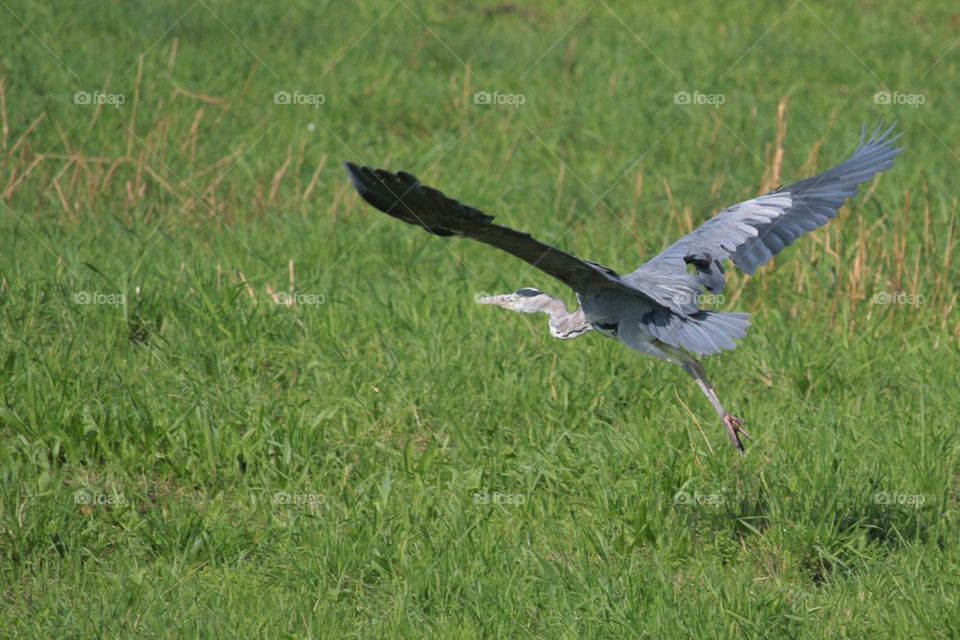 Flying Heron 