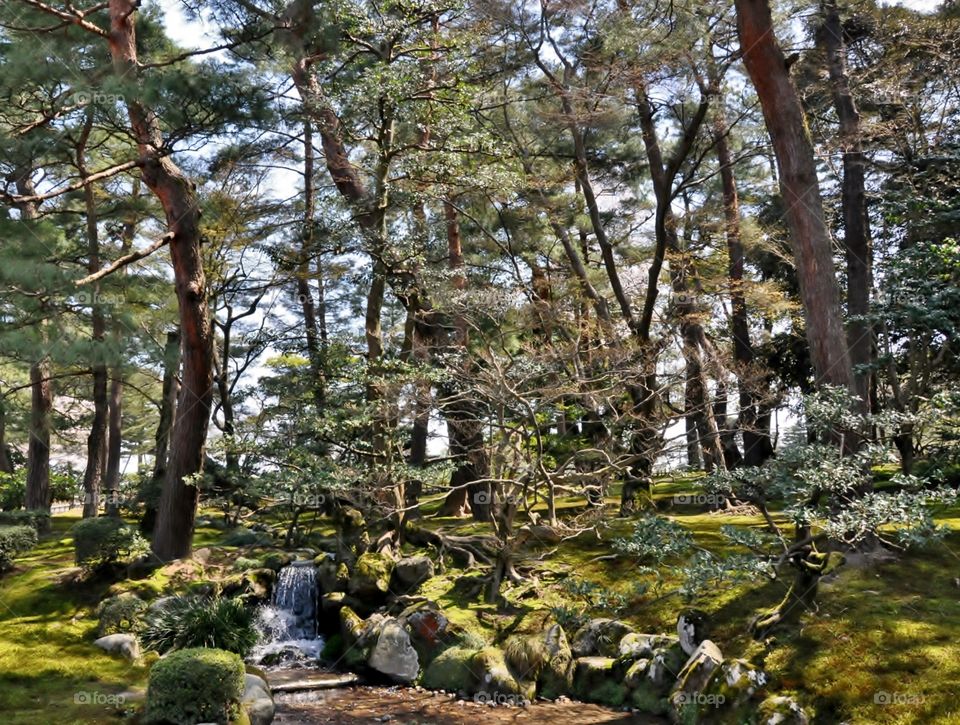 Japanese forest 