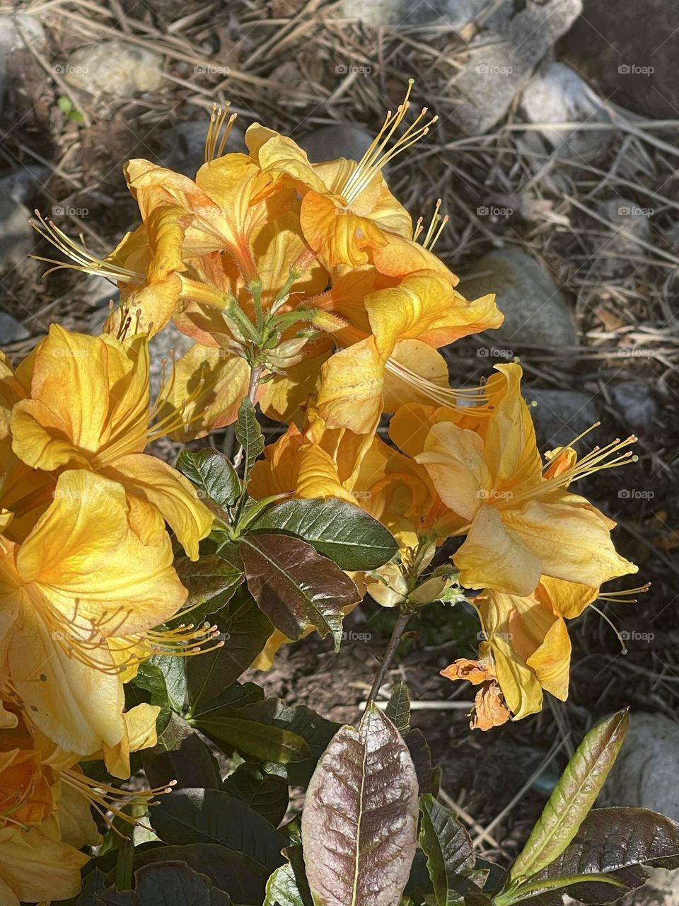 Beautiful flowers 