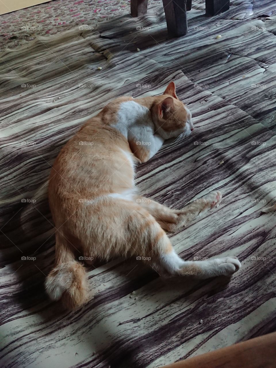 Hello pixie my adorable cat