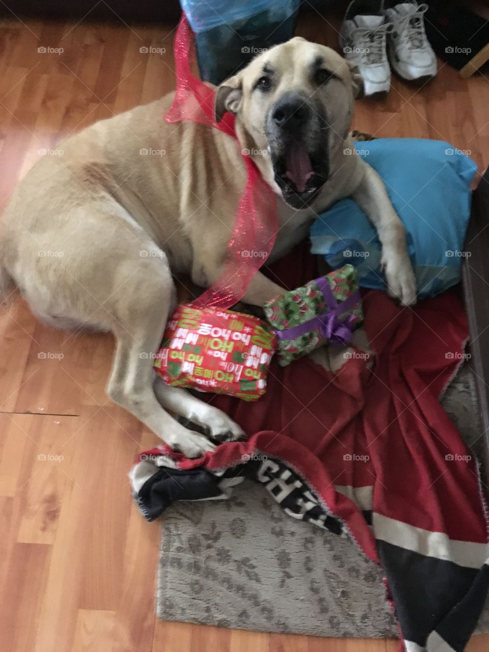 I want to open my presents now mom! PLEASE... just one o.k PLEASE....