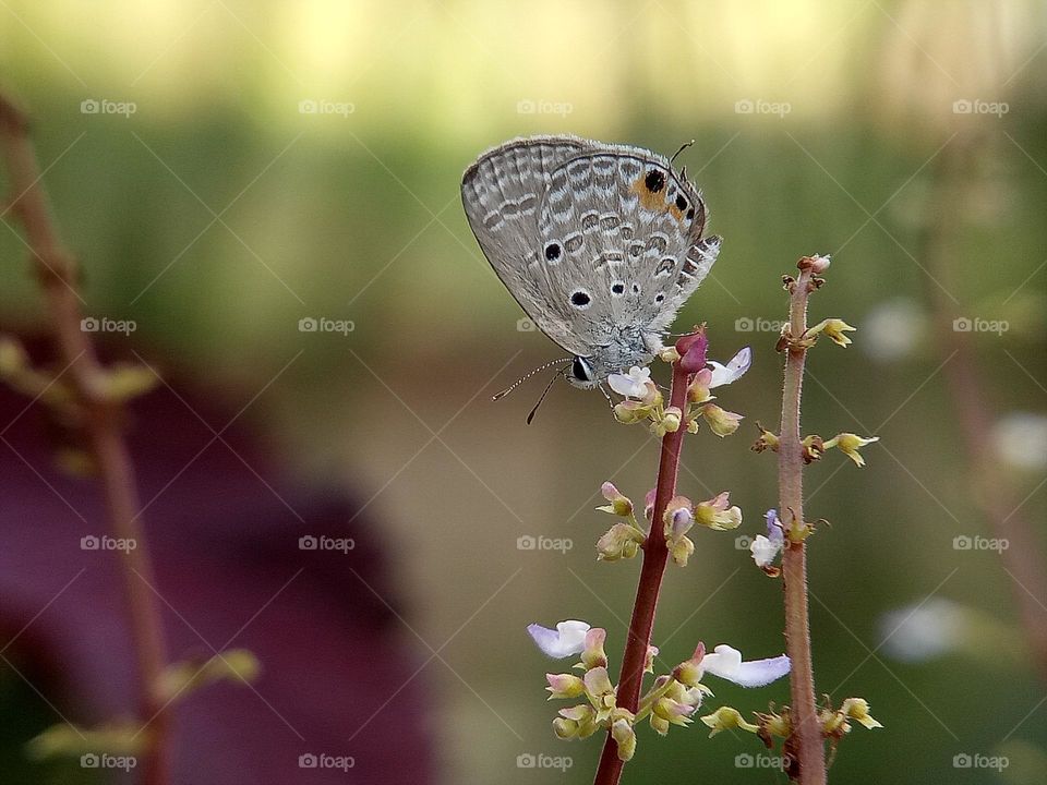 A tinny butterfly enjoy the morning on the flower. Butterfly, insects, spring, wildlife, nature, close up, macro, depth of field