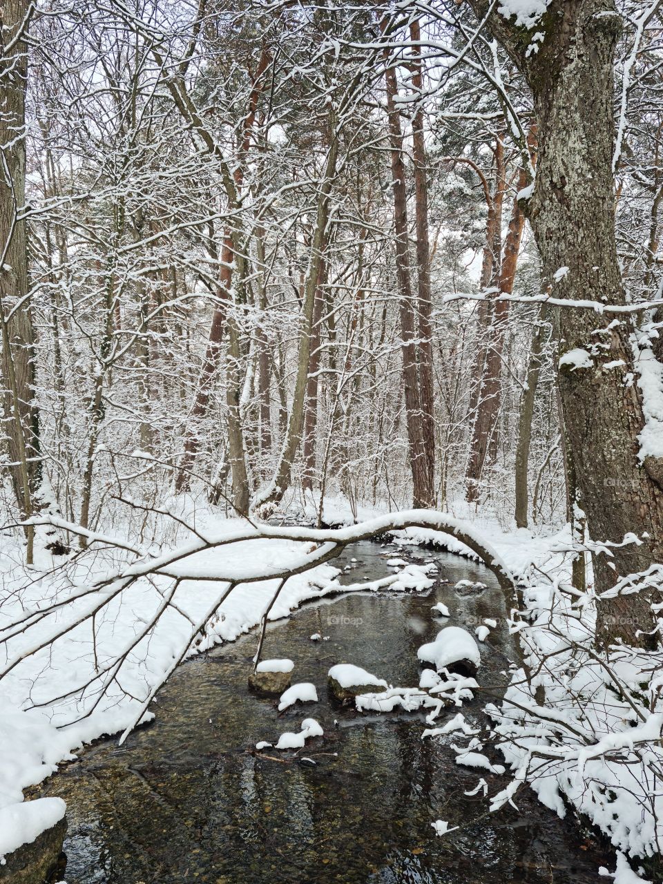 beautiful forest