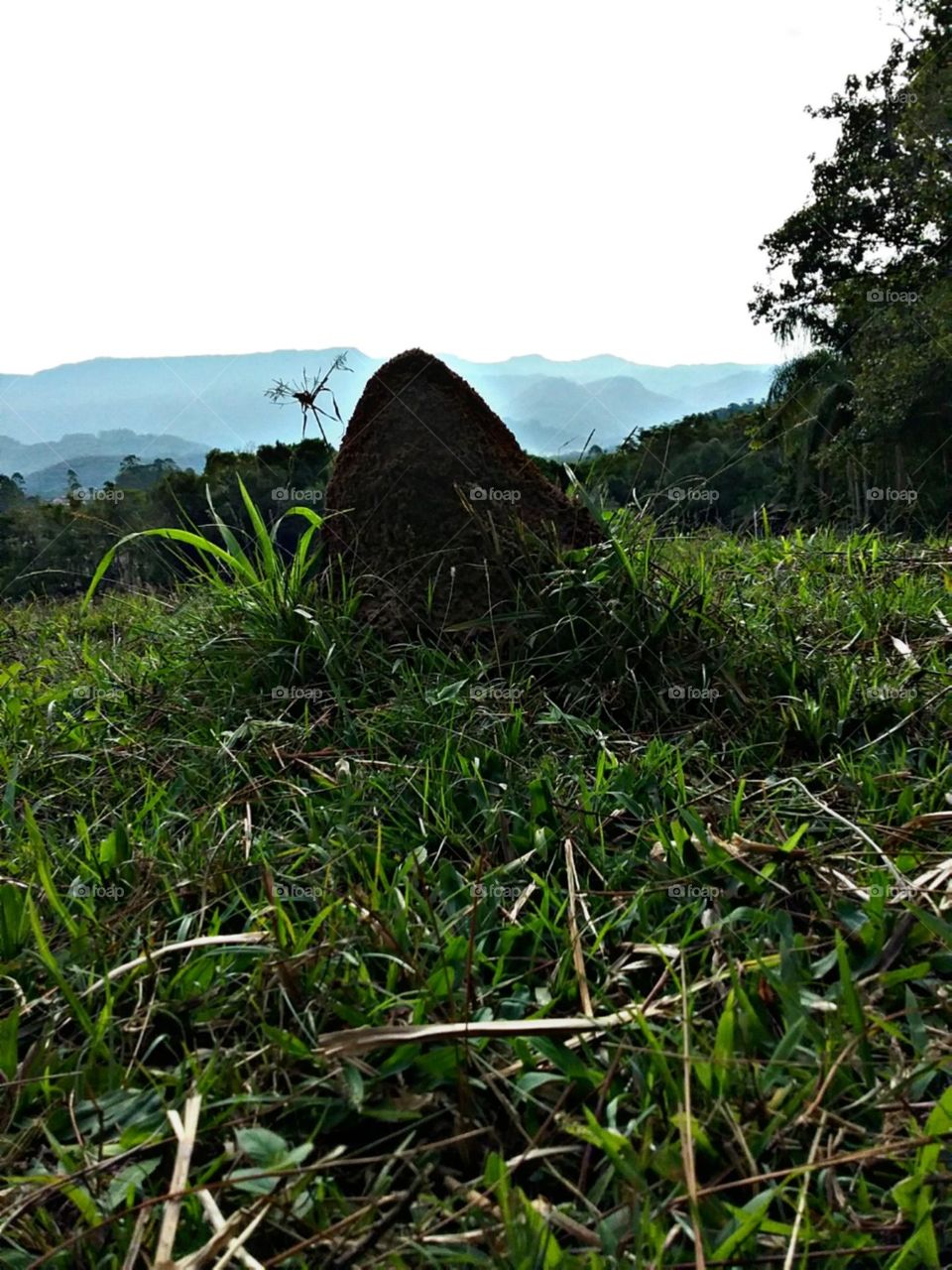 A montanha que é o abrigo das formigas.