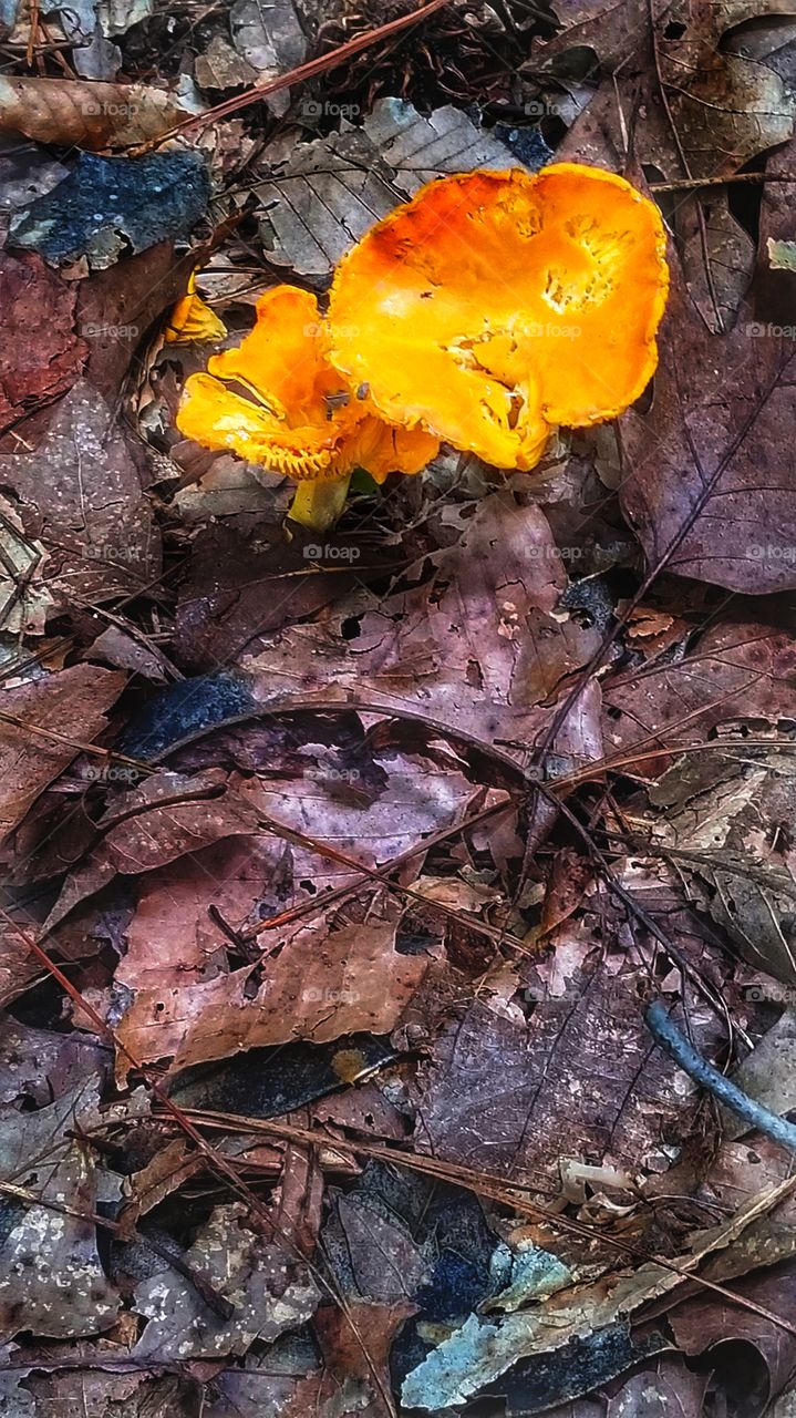 wild mushrooms