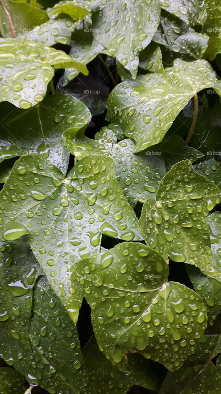 close up of dew drops on leaves