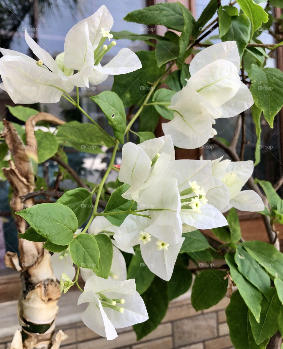 White bougainvillea 