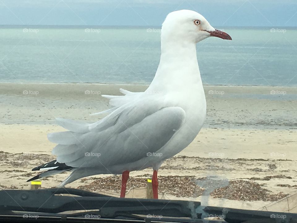 Seagull perched on a car hood closeup through window