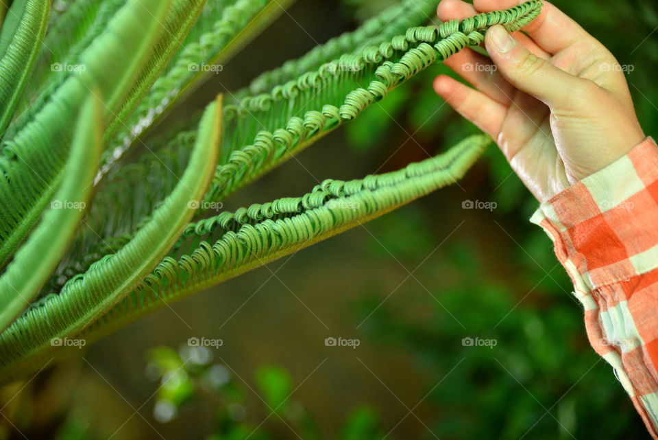 Green plant