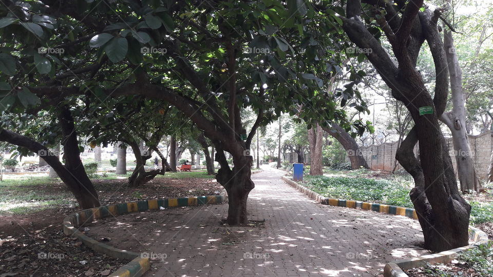 tree in middle of pathway