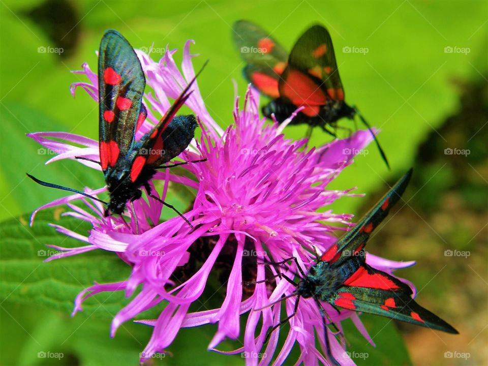 Colorful butterflies on a wild flower