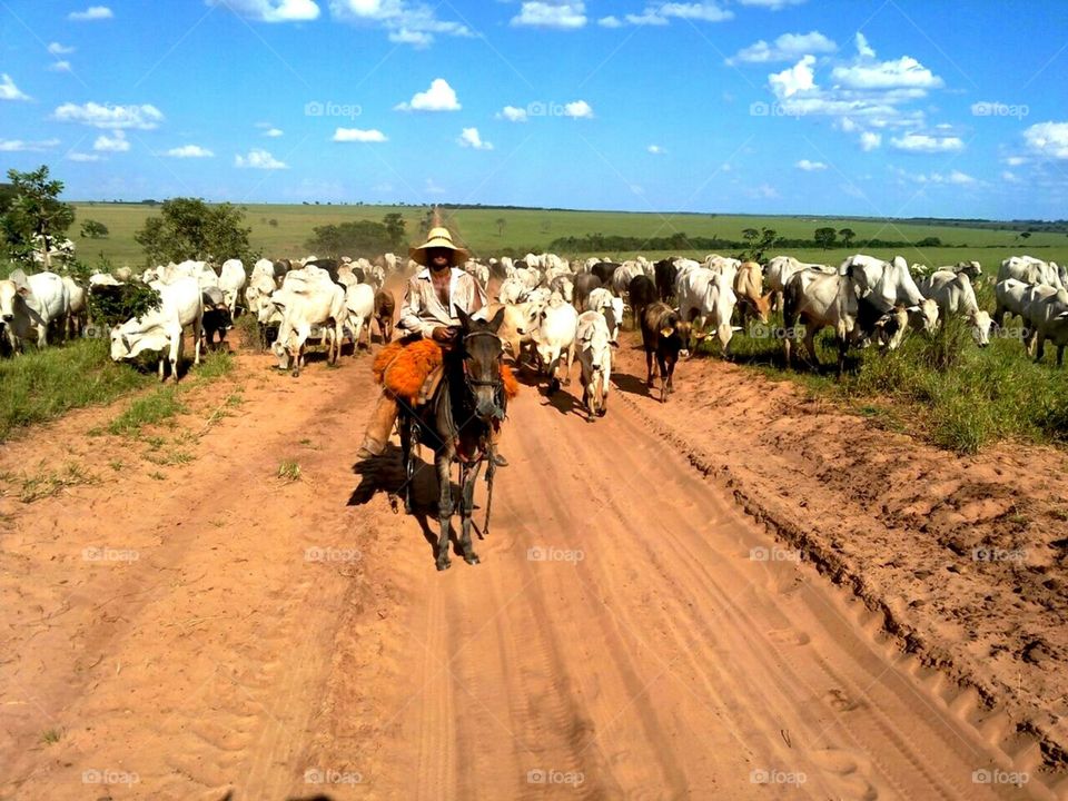 Vaqueiro, cavalo, gado na estrada...
