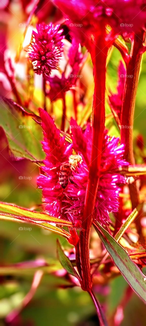 Bee in a Purple Flower