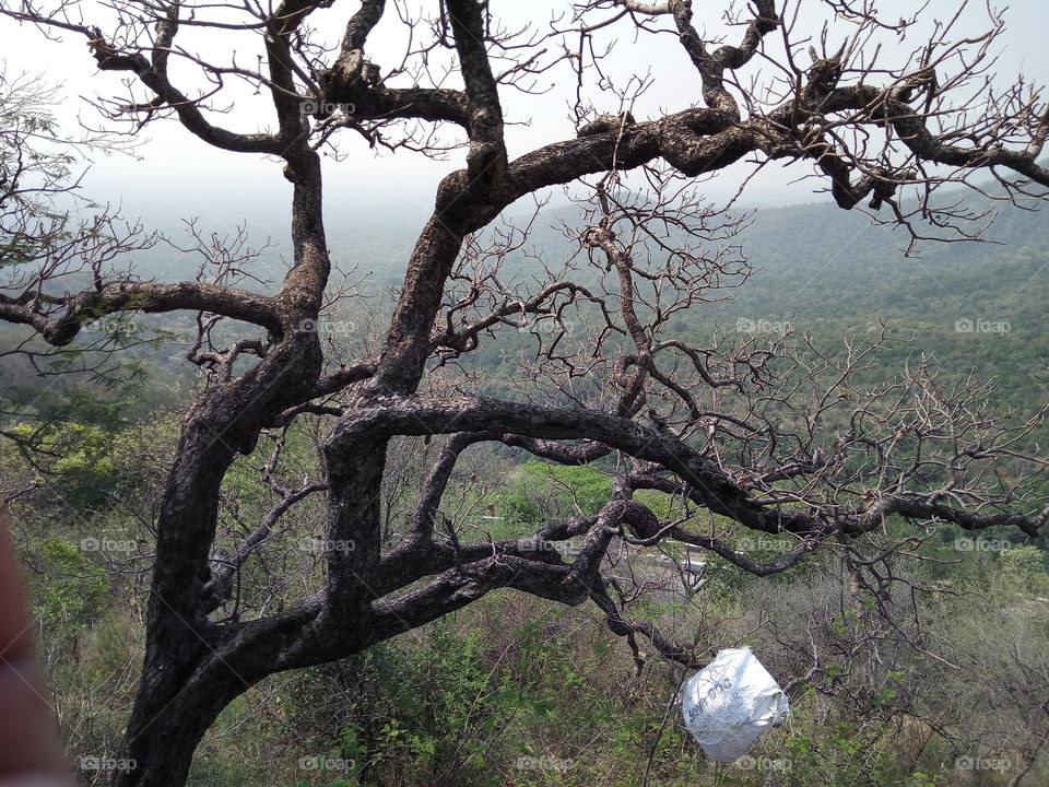 tree on hills