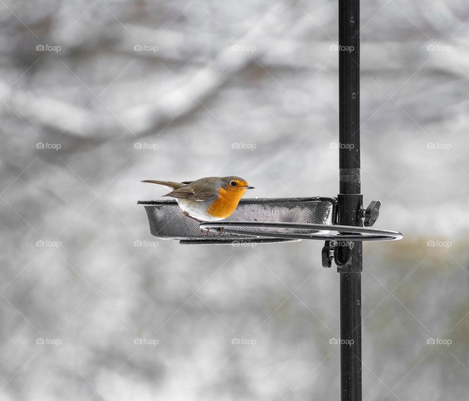 Bird in winter