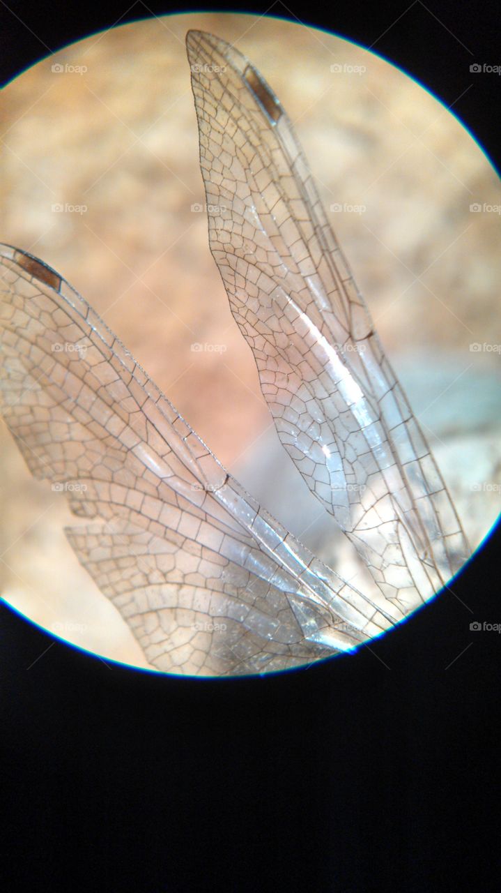 Fly Away. Microscope shot of dragonfly wings.
