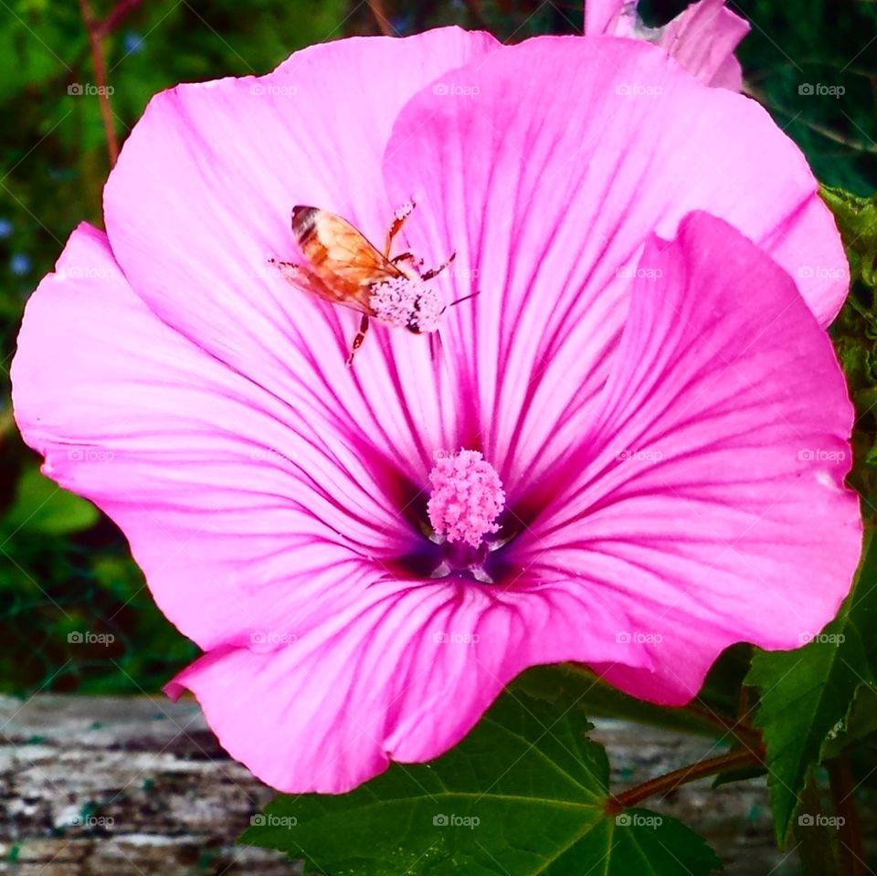Pink Honey Bee