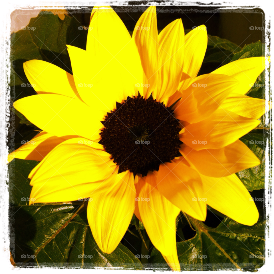 yellow sommar summer sunflower by annace