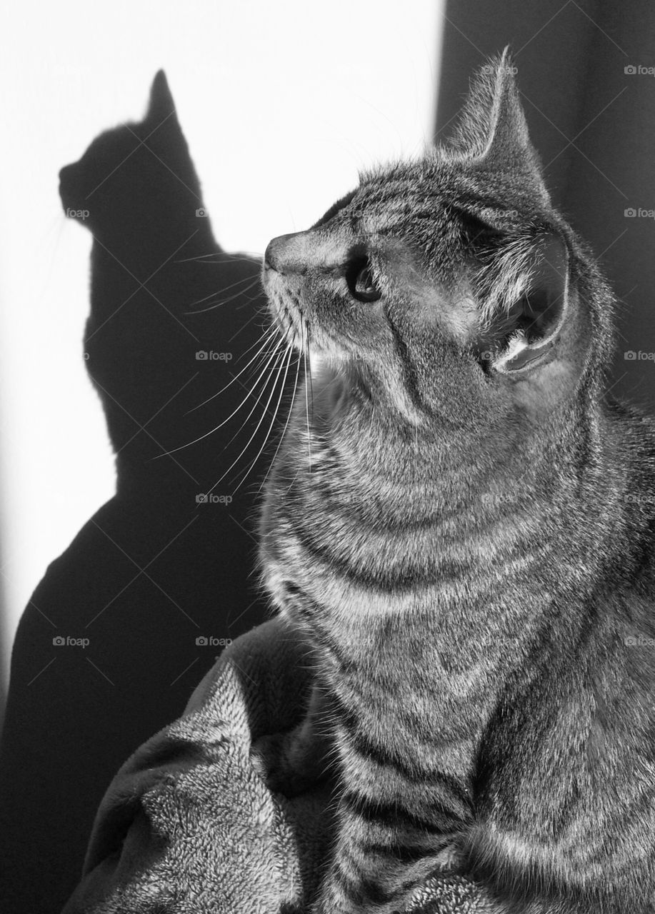 Tabby cat and her shadow in black and white 