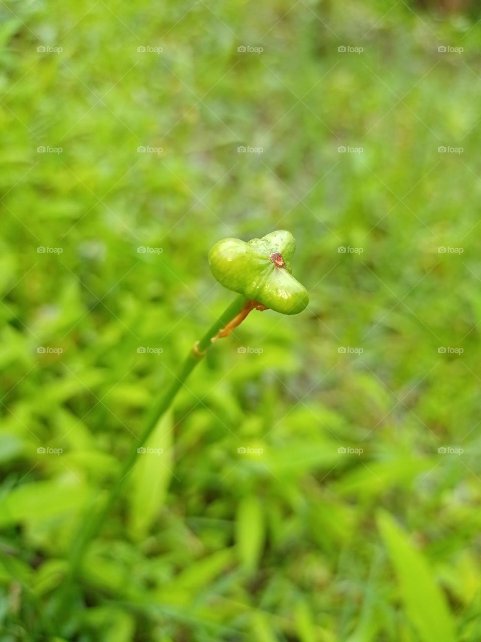Gardenseed Zephyr flower in garden with nice green background clousup photo