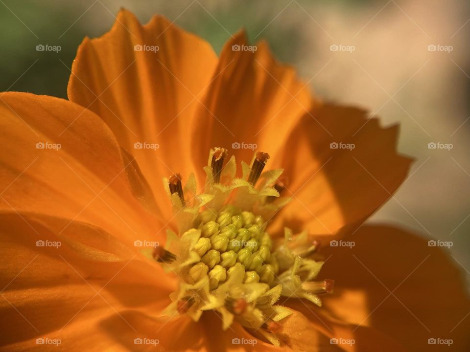 Flower macro photography 