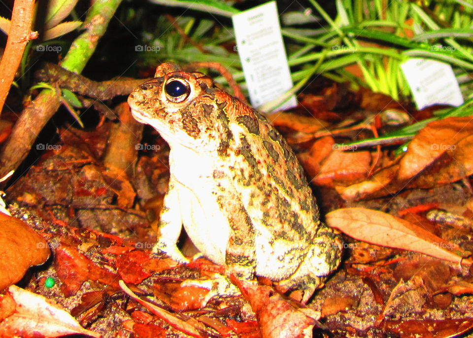 frog in the garden