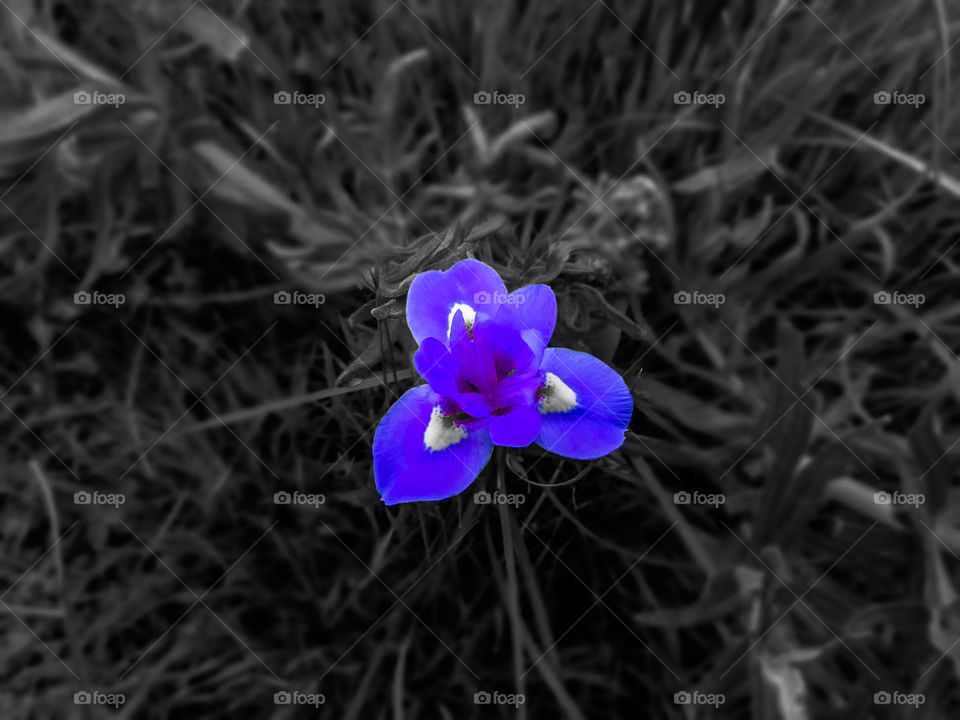 purple flower