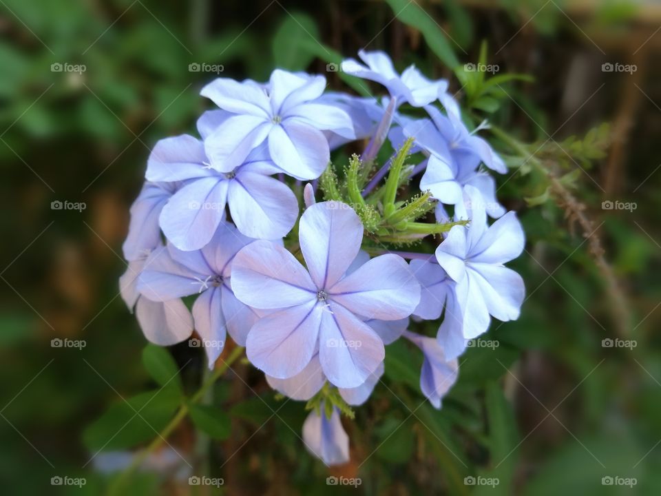 Plumbago auriculata. Cape leadwort. Purple flowers.