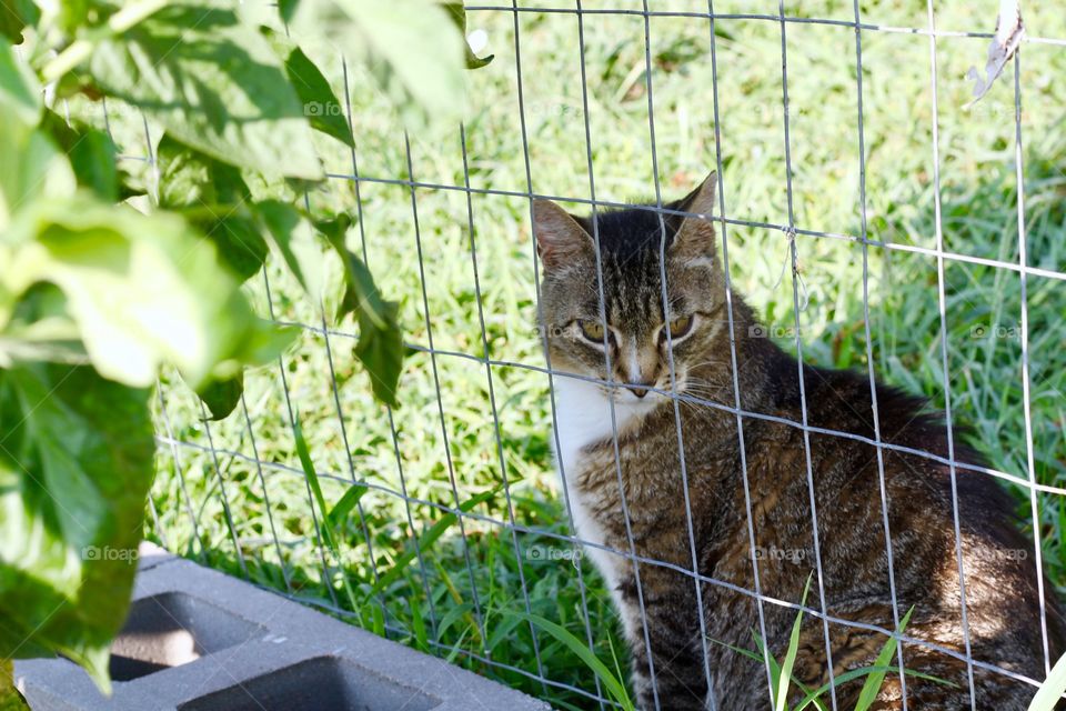 Summer Pets - a grey tabby sits in the shade of a tomato plant, wishing to come into a fenced-in garden