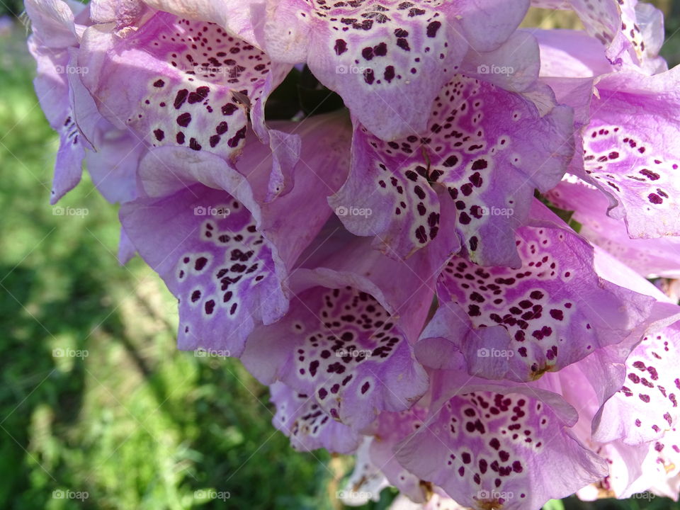 FoxGlove. I used to call these wolf mittens as I could not remember the name...lol