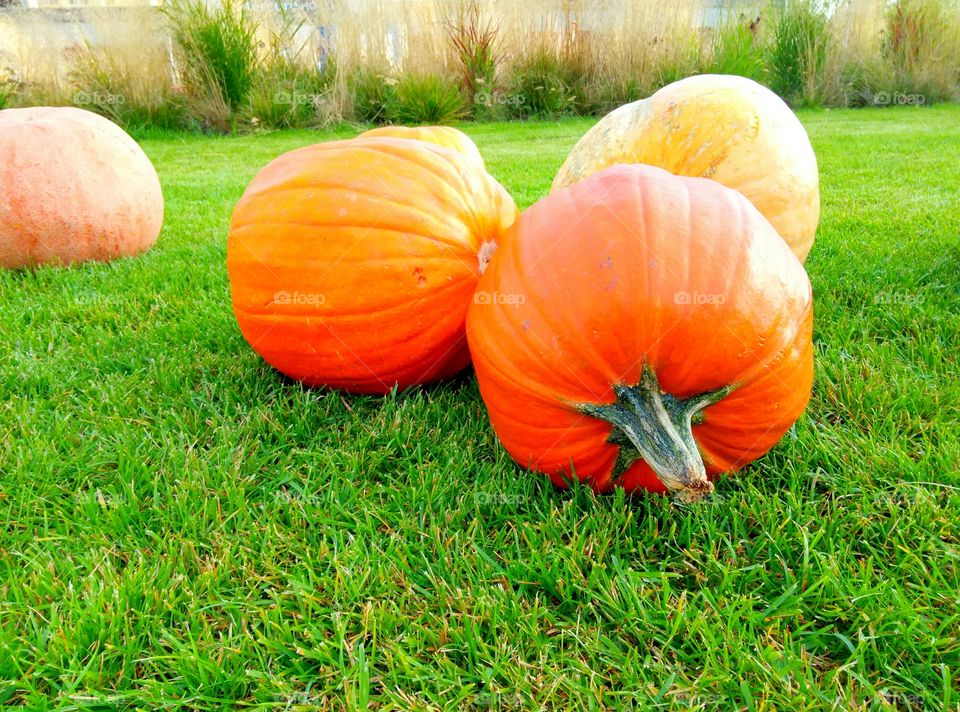 Fall, Grass, Garden, Pumpkin, Pasture