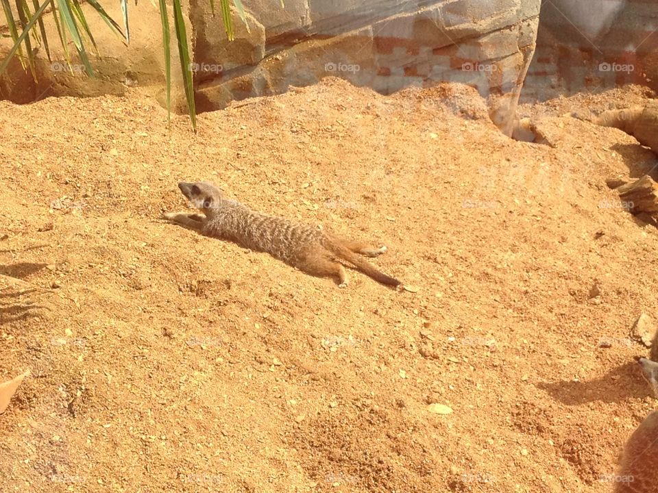 Meerkat sunbathing