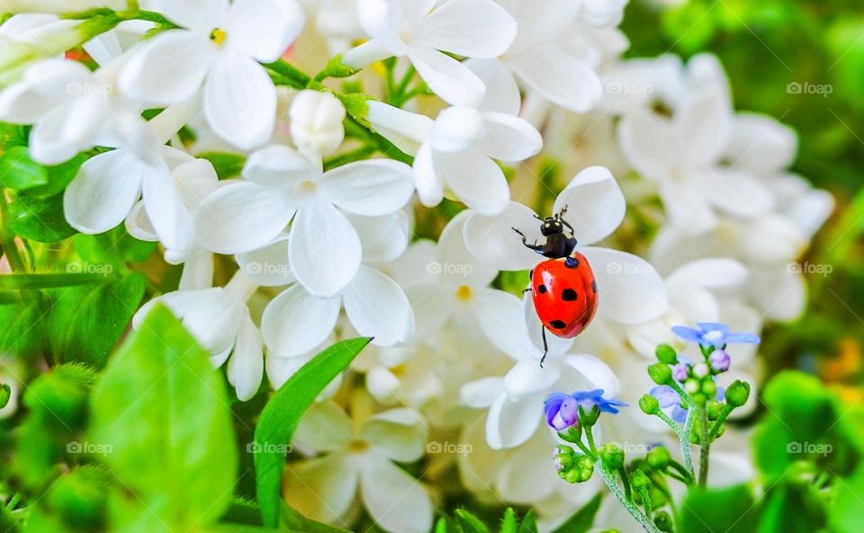 Ladybug