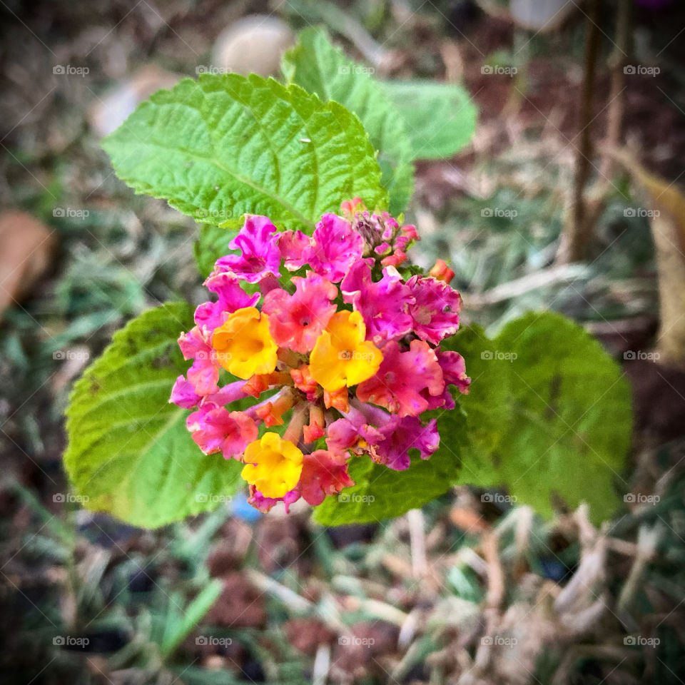 🌹 🇺🇸 Very beautiful flowers to brighten our day.  Live nature and its beauty. Did you like the delicate petals? / 🇧🇷 Flores muito bonitas para alegrar nosso dia. Viva a natureza e sua beleza. Gostaram das pétalas delicadas? 